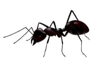 Xray is like an Ant